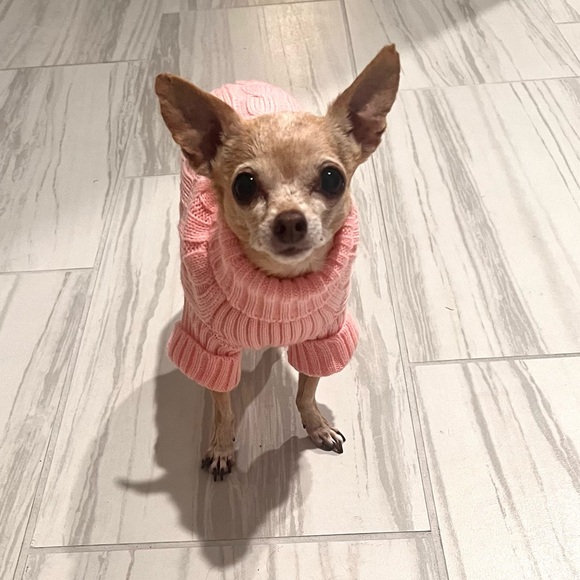 Meet your Posher, Stella! - Picture 4 of 4